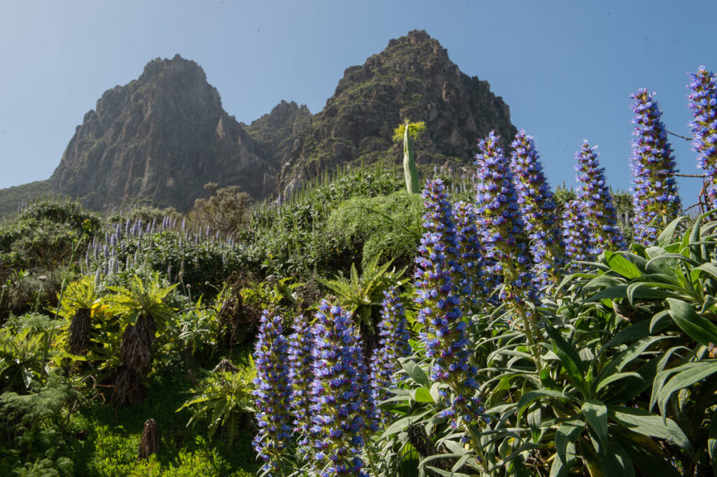 gran canaria