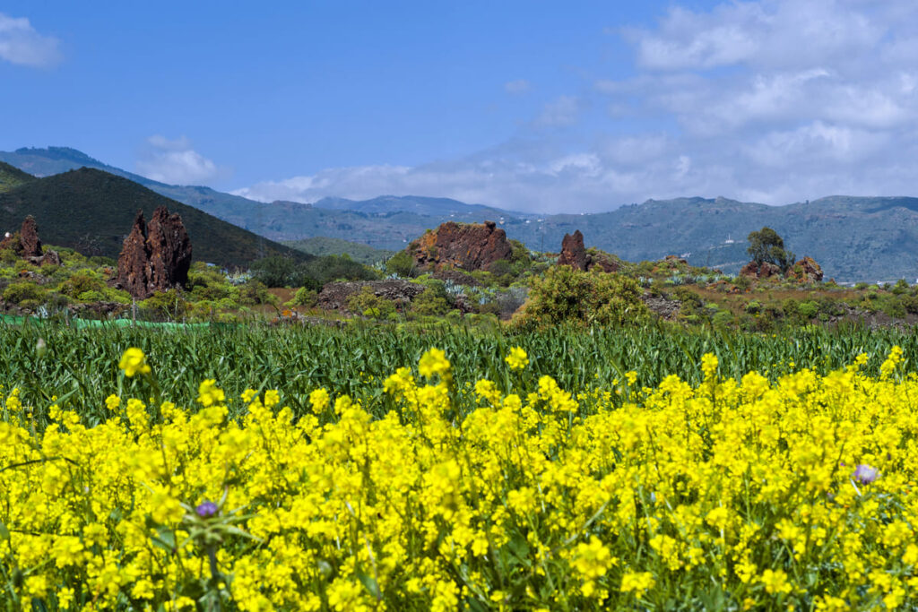 gran canaria