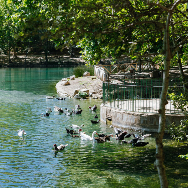 Turismo Valencia  LAGO_ANNA_patos