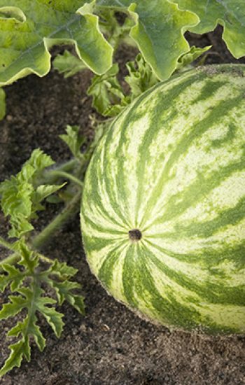 watermelon growing in the field, with leaves and flowers.