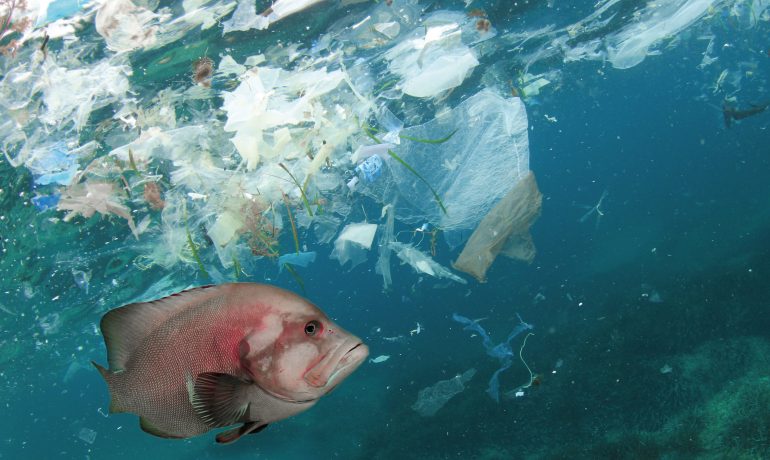 Fish and plastic pollution in sea. Microplastics contaminate sea